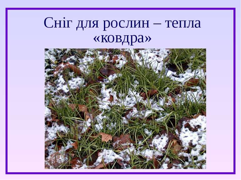 Сніг для рослин – тепла «ковдра»