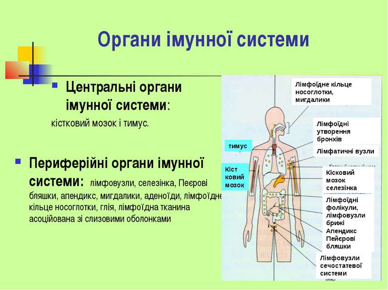 Органи імунної системи Центральні органи імунної системи: кістковий мозок і т...
