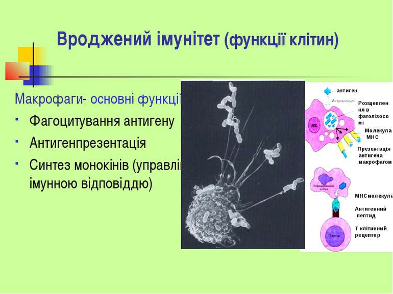 Вроджений імунітет (функції клітин) Макрофаги- основні функції: Фагоцитування...