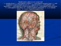 Лімфатичні судини і вузли голови і шиї 1 — glandula parotis; 2 — nodi lymphat...