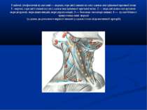 Глибокі лімфатичні вузли шиї — верхні, середні і нижні вузли уздовж внутрішнь...