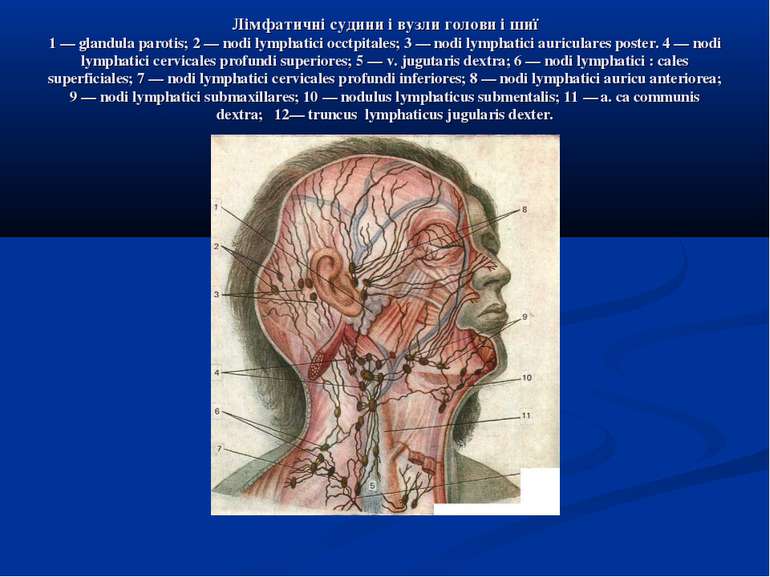 Лімфатичні судини і вузли голови і шиї 1 — glandula parotis; 2 — nodi lymphat...