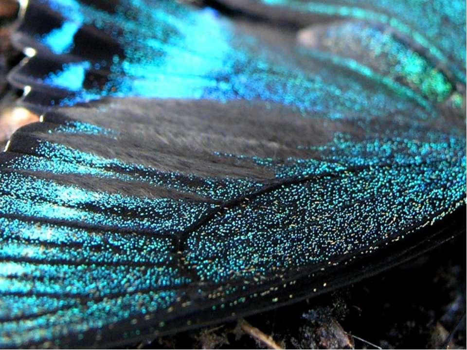 Пыльца крылья. Чешуйки на крыльях бабочек. Крыло бабочки макро. Крыло бабочки вблизи. Крыло бабочки под микроскопом.
