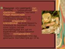Плазуни або рептилії (лат. Reptilia) — традиційний клас хребетних тварин, час...