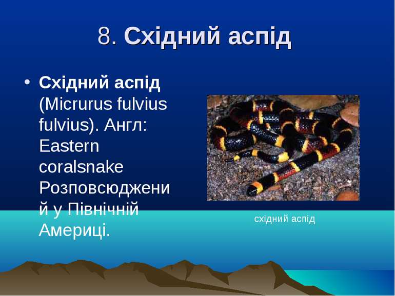 8. Східний аспід Східний аспід (Mіcrurus fulvіus fulvіus). Англ: Eastern cora...