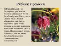Рябчик гірський Рябчик гірський - це багаторічна трав`яниста рослина заввишки...