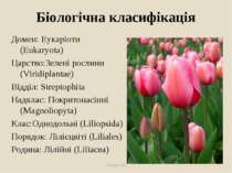 Біологічна класифікація Домен: Еукаріоти (Eukaryota) Царство:Зелені рослини (...