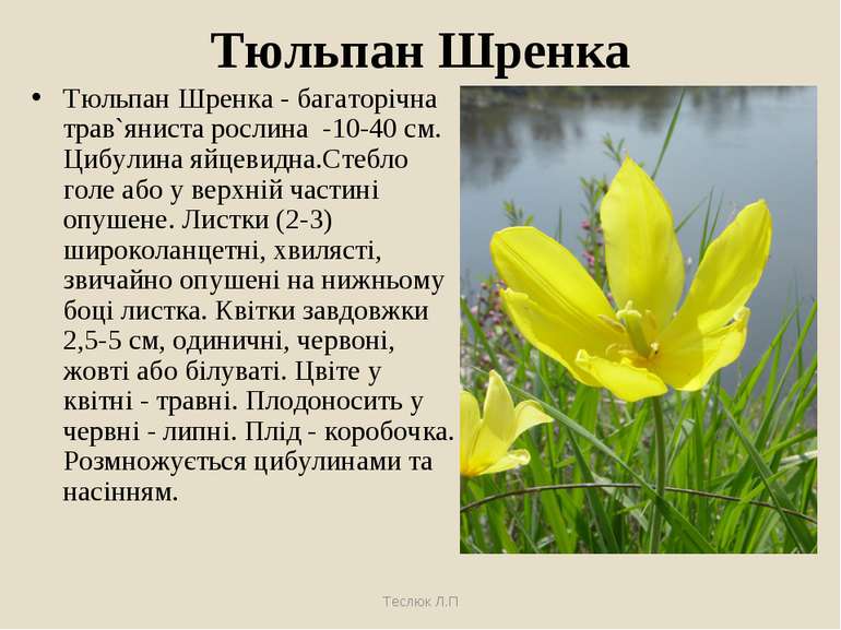 Тюльпан Шренка Тюльпан Шренка - багаторічна трав`яниста рослина -10-40 см. Ци...