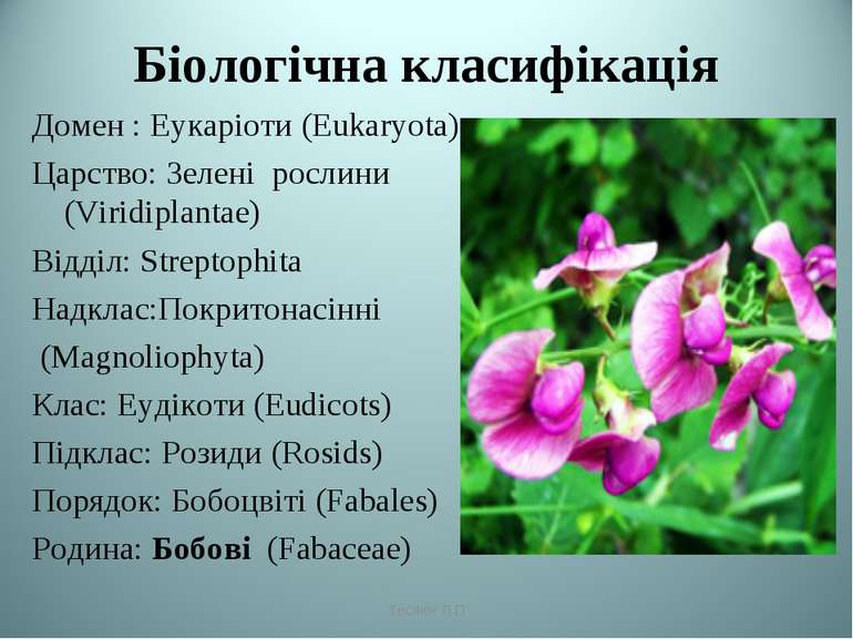 Біологічна класифікація Домен : Еукаріоти (Eukaryota) Царство: Зелені рослини...