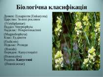 Біологічна класифікація Домен: Еукаріоти (Eukaryota) Царство: Зелені рослини ...