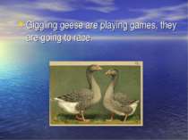 Giggling geese are playing games, they are going to race.