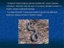 На території України водиться один вид отруйних змій - гадюки. Зовнішня особл...