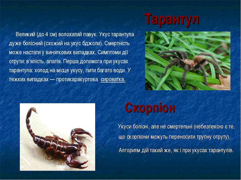 Тарантул Укуси болісні, але не смертельні (небезпекою є те, що скорпіони можу...