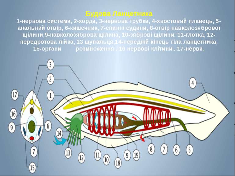 Будова Ланцетника 1-нервова система, 2-хорда, 3-нервова трубка, 4-хвостовий п...