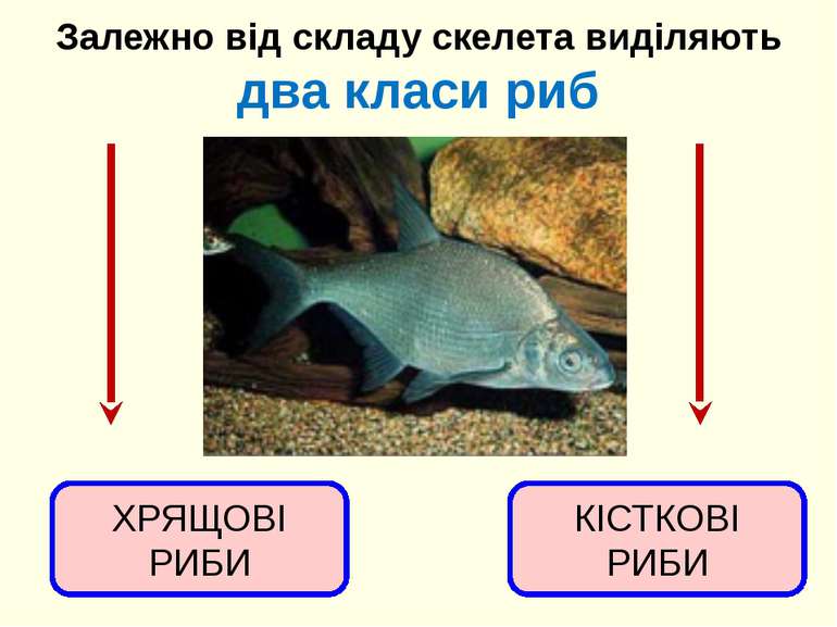 Залежно від складу скелета виділяють два класи риб ХРЯЩОВІ РИБИ КІСТКОВІ РИБИ