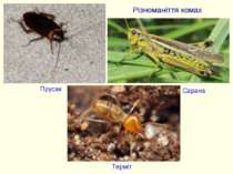 Різноманіття комах Прусак Терміт Сарана