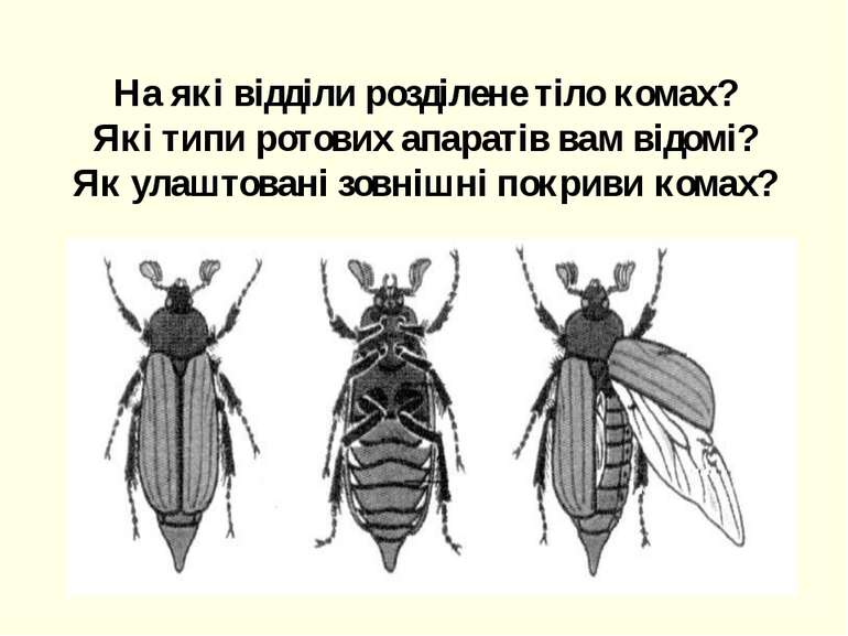 На які відділи розділене тіло комах? Які типи ротових апаратів вам відомі? Як...