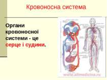 Органи кровоносної системи - це серце і судини. Кровоносна система
