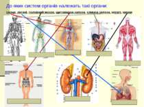 До яких систем органів належать такі органи: серце, легені, головний мозок, щ...