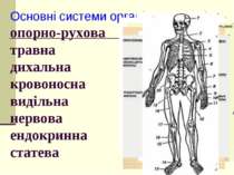 Основні системи органів тварин: опорно-рухова травна дихальна кровоносна виді...