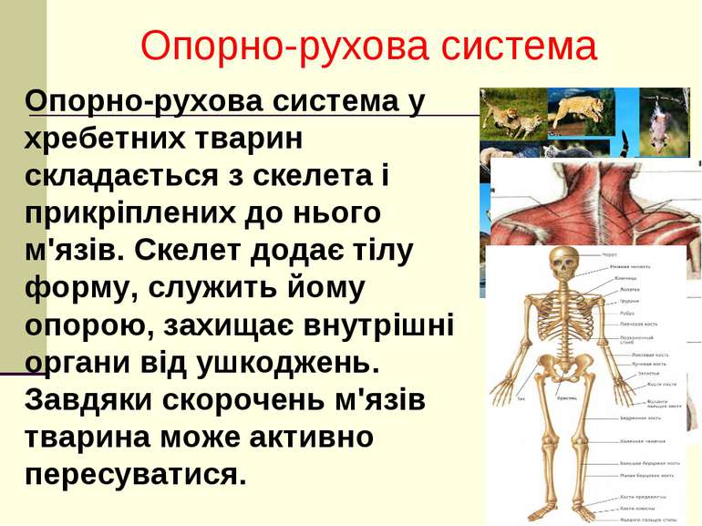 Опорно-рухова система у хребетних тварин складається з скелета і прикріплених...