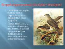 синоніми – яструб - тювик, тювик європейський — хижий птах роду яструбів Пере...