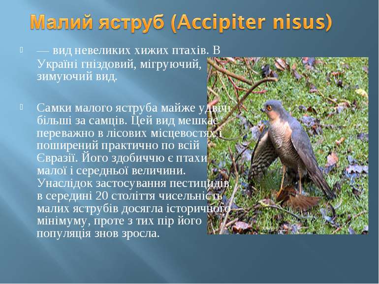 — вид невеликих хижих птахів. В Україні гніздовий, мігруючий, зимуючий вид. С...