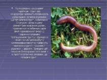 Було доведено, що дощовим черв'якам і грунтової мікрофлори належить головна р...