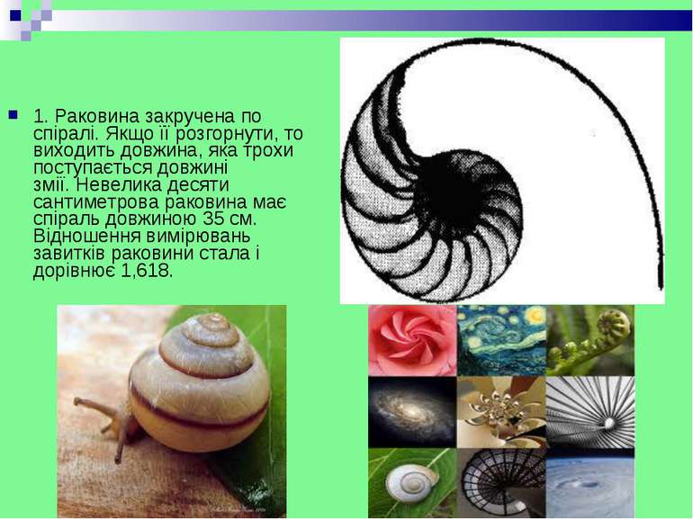 1. Pаковина закручена по спіралі. Якщо її розгорнути, то виходить довжина, як...