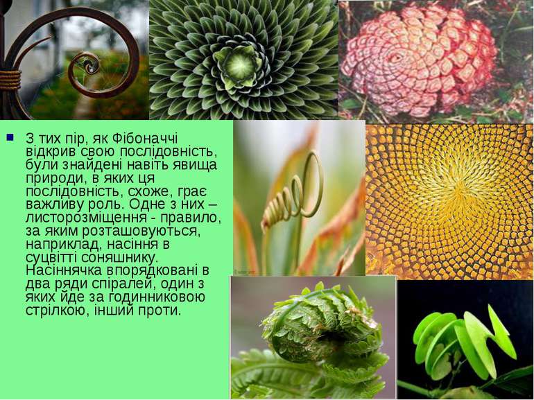 З тих пір, як Фібоначчі відкрив свою послідовність, були знайдені навіть явищ...