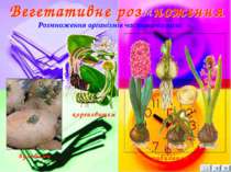 Розмноження організмів частинами тіла бульбами кореневищем цибулиною 14