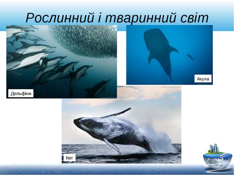 Рослинний і тваринний світ Кит Акула Дельфіни