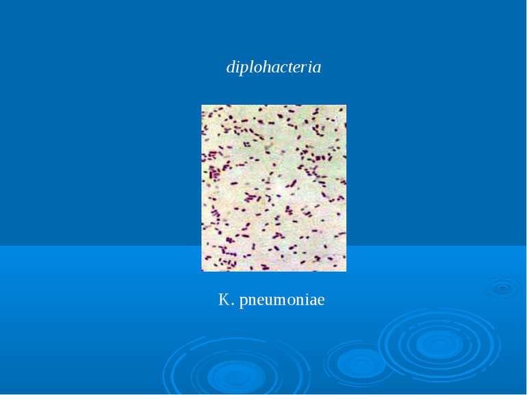 diplohacteria K. pneumoniae