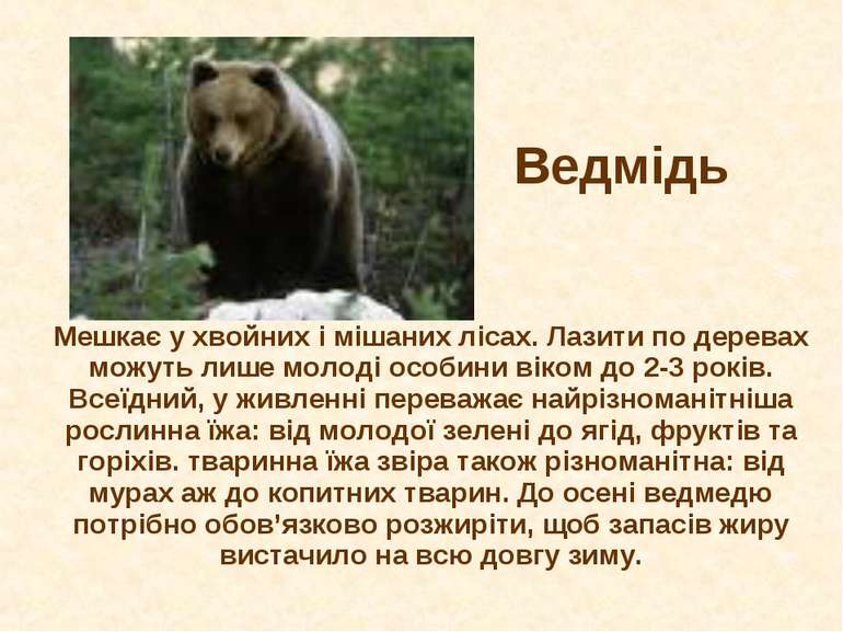 Ведмідь Мешкає у хвойних і мішаних лісах. Лазити по деревах можуть лише молод...