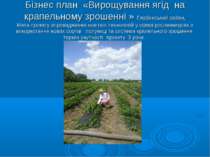 Бізнес план «Вирощування ягід на крапельному зрошенні » Глобинський район, Ме...