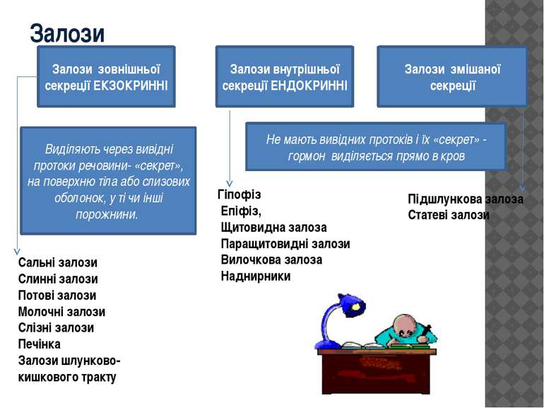 Залози Сальні залози Слинні залози Потові залози Молочні залози Слізні залози...