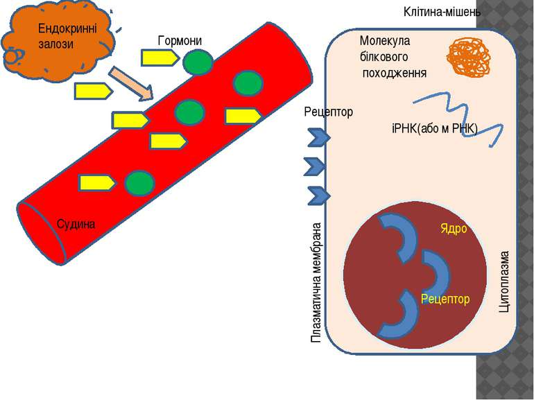 Клітина-мішень Ядро Плазматична мембрана Цитоплазма Рецептор Рецептор Гормони...