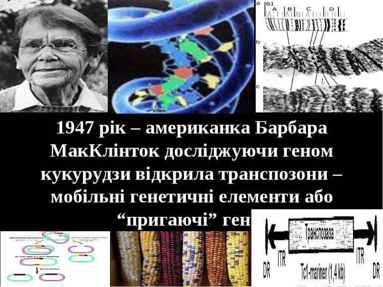 1947 рік – американка Барбара МакКлінток досліджуючи геном кукурудзи відкрила...