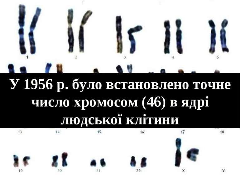 У 1956 р. було встановлено точне число хромосом (46) в ядрі людської клітини