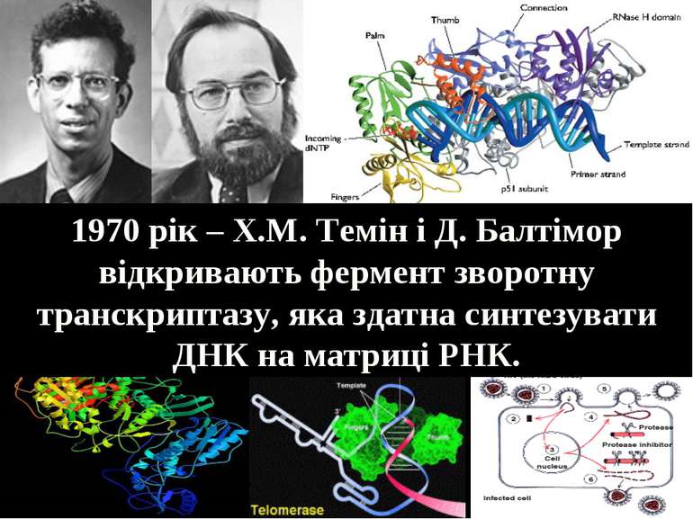 1970 рік – Х.М. Темін і Д. Балтімор відкривають фермент зворотну транскриптаз...