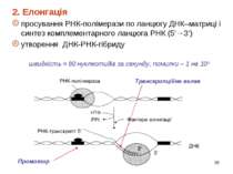 * 2. Елонгація просування РНК-полімерази по ланцюгу ДНК–матриці і синтез комп...
