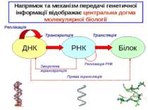* ДНК РНК Білок Реплікація Транскрипція Трансляція Зворотна транскрипція Репл...