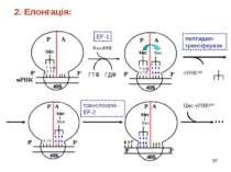 * тРНКмет Цис-тРНКцис … ГТФ ГДФ 2. Елонгація: EF-1 пептидил-трансфераза транс...