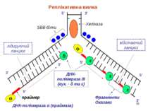 * 5′ 5′ 3′ 3′ 3′ 5′ 3′ 5′ SBB-білки Хеліказа праймер ДНК-полімераза ІІІ (еук....