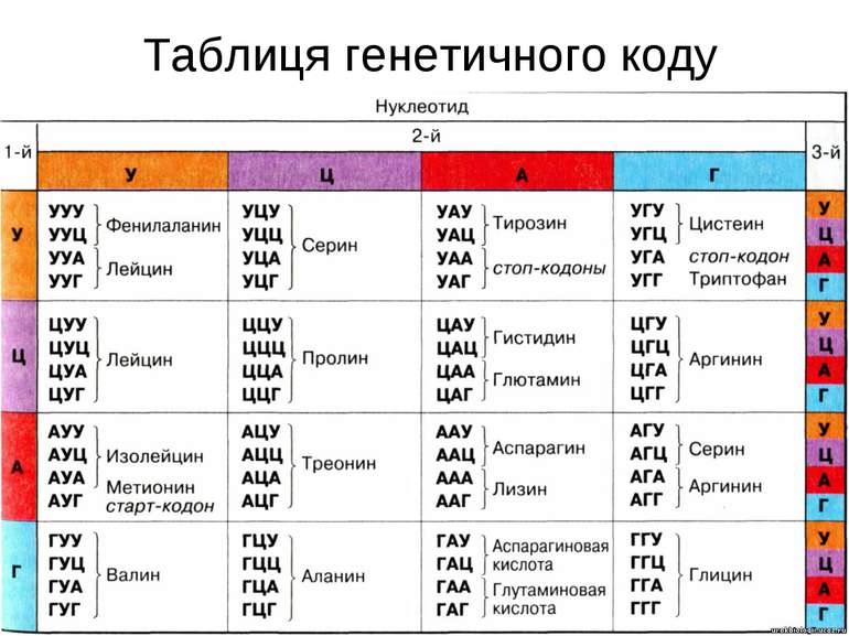 * Таблиця генетичного коду