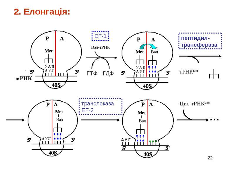 * тРНКмет Цис-тРНКцис … ГТФ ГДФ 2. Елонгація: EF-1 пептидил-трансфераза транс...