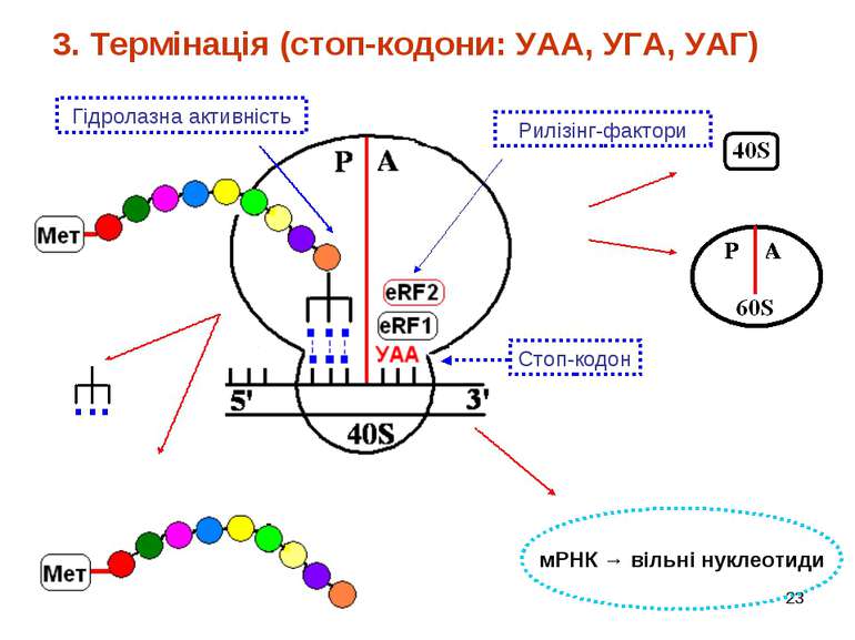* 3. Термінація (стоп-кодони: УАА, УГА, УАГ) мРНК → вільні нуклеотиди Стоп-ко...