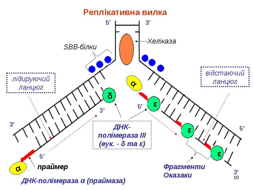 Праймер биология. Репликация ДНК Репликационная вилка. Репликация ДНК ФРАГМЕНТЫ Оказаки. ДНК полимераза репликация ДНК. Схема репликационной вилки ДНК.
