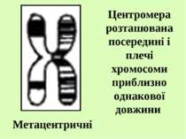 Метацентричні Центромера розташована посередині і плечі хромосоми приблизно о...