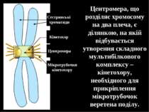 Центромера, що розділяє хромосому на два плеча, є ділянкою, на якій відбуваєт...